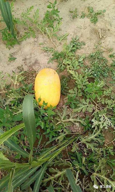 52吃瓜爆料免费吃瓜视频