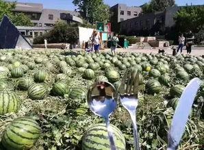 朝阳吃瓜网,揭秘娱乐圈最新热点，带你领略明星幕后故事