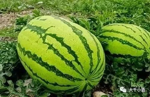 52爆料吃瓜网 吃瓜视频每日大赛,每日大赛精彩瞬间大盘点